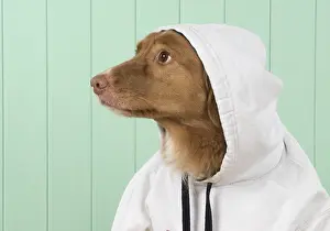 Scotia: DOG. Nova Scotia Duck Tolling Retriever wearing a Hoodie