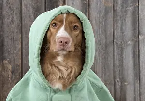 Scotia: DOG. Nova Scotia Duck Tolling Retriever wearing a Hoodie