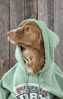 Scotia: DOG. Nova Scotia Duck Tolling Retriever wearing a Hoodie