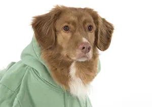 Scotia: DOG. Nova Scotia Duck Tolling Retriever wearing a Hoodie