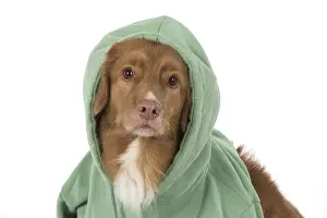Scotia: DOG. Nova Scotia Duck Tolling Retriever wearing a Hoodie
