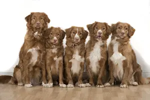 Cointact: DOG. Nova Scotia Duck Tolling Retriever x5 sitting