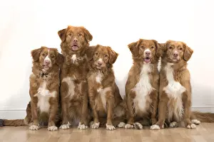 Scotia: DOG. Nova Scotia Duck Tolling Retrievers x5