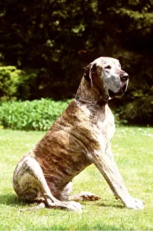 Collar: DOG - OLD GREAT DANE - SITTING UP