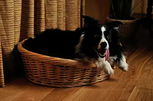 Older: Dog. Older dog awake at night