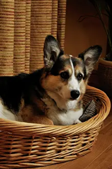 Older: Dog. Older dog awake at night