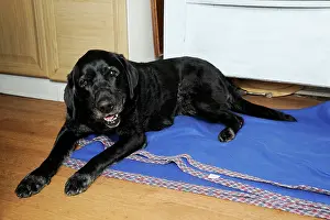 Older: Dog. Older dog awake at night lying on rug