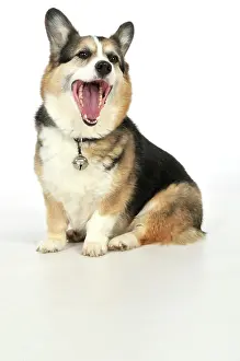 Older: DOG. older dog with a bell attached to collar