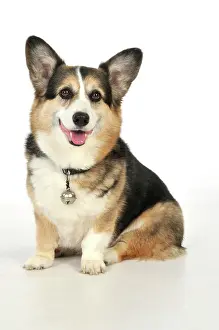 Older: DOG. older dog with a bell attached to collar