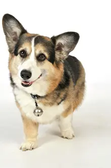 Older: DOG. older dog with a bell attached to collar