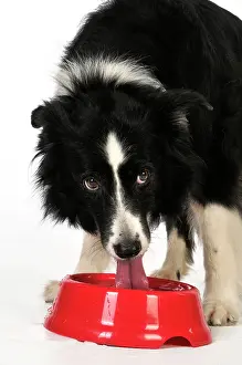 Older: Dog. Older dog drinking water