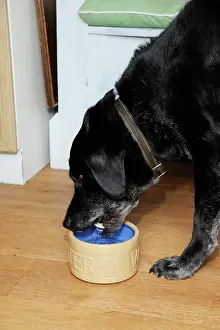 Older: Dog. Older dog drinking water