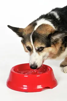 Older: Dog. Older dog drinking water