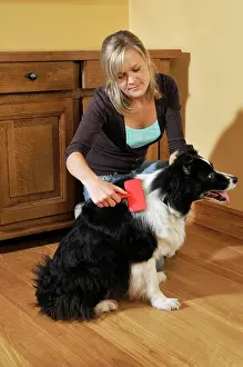Older: Dog. Older dog being groomed