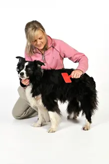 Older: Dog. Older dog being groomed