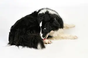 Older: Dog. Older dog licking back leg