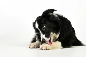 Older: Dog. Older dog licking front leg