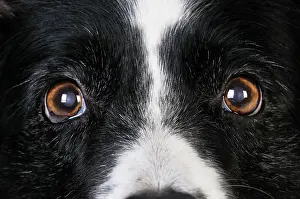 Older: Dog. Older dog looking into lens