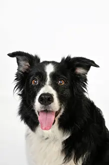 Older: Dog. Older dog looking into lens