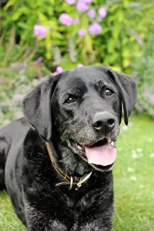 Older: Dog. Older dog looking into lens