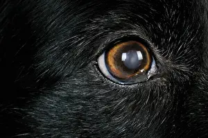 Older: Dog. Older dog looking into lens with cloudy eyes