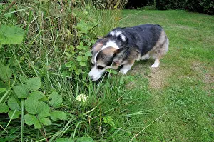 Older: DOG. older dog looking for tennis ball in long
