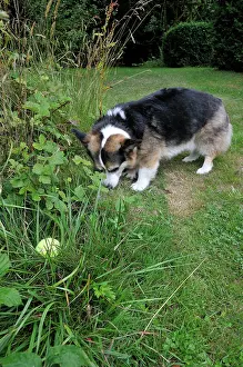 Older: DOG. older dog looking for tennis ball in long