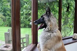 Older: DOG. older dog looking out of a window
