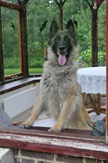 Older: DOG. older dog looking out of a window