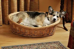 Older: Dog. Older dog sleeping