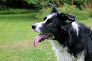 Older: DOG. older dog starring into space