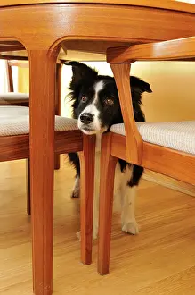 Older: Dog. Older dog trapped behind furniture