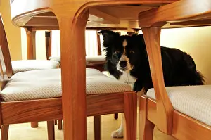 Older: Dog. Older dog trapped behind furniture