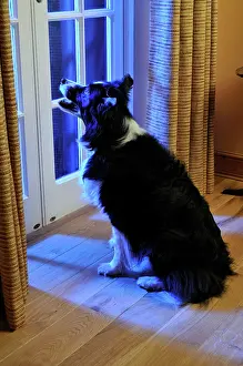 Older: Dog. Older dog watching thunderstorm