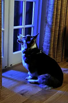 Older: Dog. Older dog watching thunderstorm