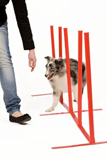 Obedience: Dog - with owner practising agility tasks