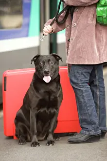 Suitcases: Dog - owner putting lead on dog on train platform