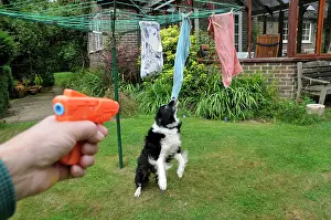 Pistol: DOG. owner using water pistol in training for bad behaviour