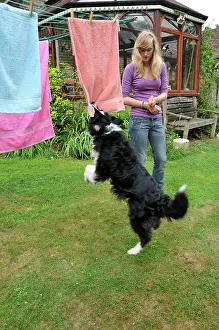 Pistol: DOG. owner using water pistol in training for bad behaviour