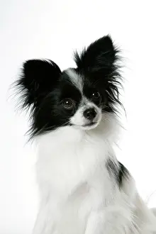 Papillons: DOG. Papillon