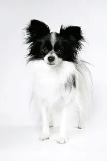 Papillons: DOG. Papillon