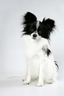 Papillons: DOG. Papillon