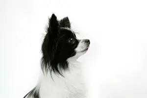 Papillons: DOG. Papillon