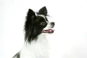 Papillons: DOG. Papillon