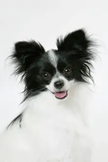 Papillons: DOG. Papillon