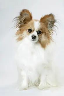 Papillons: DOG. Papillon