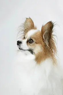 Papillons: DOG. Papillon