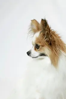 Papillons: DOG. Papillon
