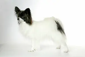 Papillons: DOG. Papillon