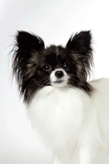 Papillons: DOG. Papillon